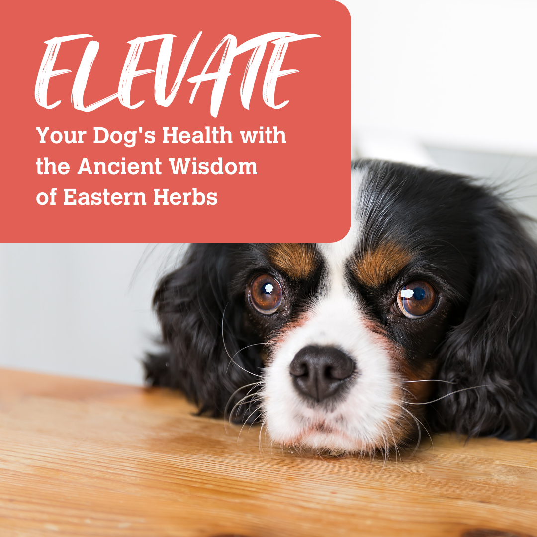 Beef & Duck Enrichment Recipe - Boost with Goji Berry