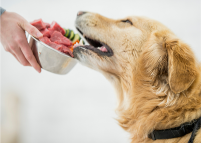 What New Dog Parents Must Know About Feeding Raw？